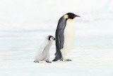 Penguin and Baby Pósters Penguin and Baby Pósters