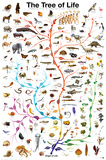Evolution - The Tree of Life Posters