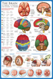 The Brain Poster