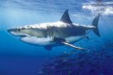 Great White Shark - Poster Great White Shark - Poster