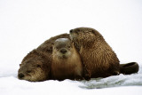 River Otters Photo