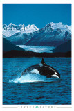 Orca - Poster Orca - Poster