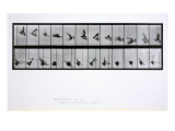 Flying Bird, Plate 756 from 'Animal Locomotion', 1887 Giclee Print by Eadweard Muybridge