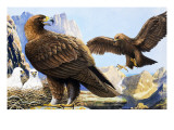 King of Birds, from 'Nature Wonderland', 1970 Giclee Print by R. B. Davis
