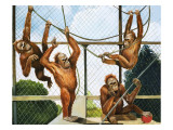 Orangutans, Illustration from 'Who's Who at the Zoo', 1968 Giclee Print by G. W Backhouse
