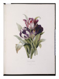Tulips, from 'A Fine Series of Floral Bouquets' Giclee Print by P.j. Redoute