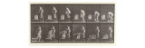 Two Women Bathing, Plate 406 from 'Animal Locomotion', 1887 reproduction procédé giclée par Eadweard Muybridge
