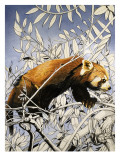 Cat-Bear of the Himalayas, from 'Nature's Kingdom' Giclee Print by Susan Cartwright