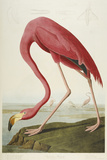 American Flamingo, from 'The Birds of America' Giclee Print by Audubon 