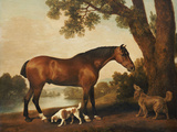 A Bay Hunter, a Springer Spaniel and a Sussex Spaniel, 1782 Giclée-Druck von George Stubbs