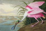 Roseate Spoonbill, Platalea Leucorodia, from 'The Birds of America', 1836 Giclee Print by Audubon 