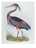 Purple Heron, from 'Illustration of British Ornithology' Giclee Print by Prideaux John Selby