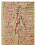 Anatomy of the Human Body, from 'Tractatus De Pestilencia' Reproduction procédé giclée par M. Albik