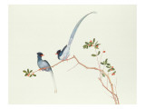 Red-Billed Blue Magpies, on a Branch with Red Berries, Ch'Ien-Lung Period Giclee Print by Chinese School 