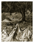 The Olive Groves of Crete Were the Undoing of Many a German Paratrooper Giclee Print