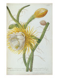 Cactus: Cereus, from Trew's 'Plantae Selectae' 1750-73 reproduction procédé giclée par Georg Dionysius Ehret