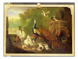 A Peacock, Turkey and Other Birds in an Ornamental Garden reproduction procédé giclée par Marmaduke Craddock
