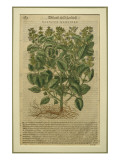 Basil, a Botanical Plate from the 'Discorsi' by Pietro Andrea Mattioli Giclee Print by Italian School 