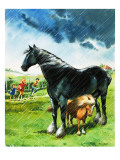 Foal Sheltering from Bad Weather under Another Horse, 1971 reproduction procédé giclée par Bill Lacey
