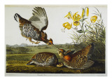 Pinnated Grouse. Greater Prairie Chicken reproduction procédé giclée par Audubon 