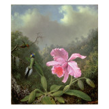 Still Life with an Orchid and a Pair of Hummingbirds, C.1890S reproduction procédé giclée par Martin Johnson Heade