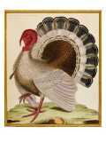 A Turkey, from 'Histoire Nouvelles Des Oiseaux', 1771-86 Giclee-trykk av Georges-Louis Buffon A Turkey, from 'Histoire Nouvelles Des Oiseaux', 1771-86 Giclee-trykk av Georges-Louis Buffon