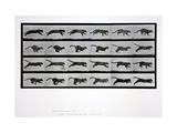 Cat Running, Plate 720 from 'Animal Locomotion', 1887 reproduction procédé giclée par Eadweard Muybridge