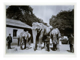 Jumbo the Elephant at London Zoo, 1870S Giclee Print by English Photographer 