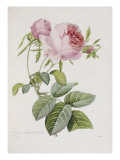 Rose, Engraved by Eustache Hyacinthe Langlois Reproduction procédé giclée par P.j. Redoute