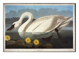 Common American Swan. Whistling Swan Giclee Print by Audubon 