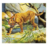 Who's Who in the Zoo: the King's Pet Cat Giclee Print by G. W Backhouse