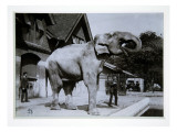 Jumbo the Elephant at London Zoo, 1870S Giclee Print by English Photographer 