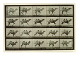 Camel, Plate from 'Animal Locomotion', 1887 reproduction procédé giclée par Eadweard Muybridge