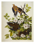 Carolina Turtledove. Mourning Dove, Giclee Print by Audubon 