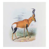 Antelope, from 'The Book of Antelopes', Giclee Print by Joseph Wolf