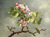 Apple Blossoms and a Hummingbird, 1875 Giclée-Druck von Martin Johnson Heade