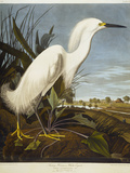 Snowy Heron or White Egret / Snowy Egret Giclee Print by Audubon 
