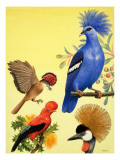 Nature Wonderland: Birds with Crowns, 1970 Giclee Print by R. B. Davis