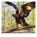 Who's Who at the Zoo: Fly-Away Goldie Giclee Print by McConnell 
