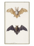 Long-Eared Bat and a Common Bat, 1834 Lámina giclée por Edouard Travies Long-Eared Bat and a Common Bat, 1834 Lámina giclée por Edouard Travies