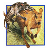 Tasmanian Wolf Attacking a Kangaroo Lámina giclée por English School