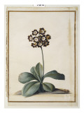 A Purple Variegated Auricula reproduction procédé giclée par Georg Dionysius Ehret