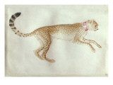 Bounding Cheetah with a Red Collar Giclée-tryk af Antonio Pisani Pisanello Bounding Cheetah with a Red Collar Giclée-tryk af Antonio Pisani Pisanello