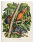 Red-Bellied Squirrel Giclee Print by Audubon 
