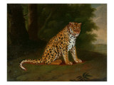A Leopard in a Landscape reproduction procédé giclée par Jacques-Laurent Agasse