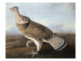 Ruffed Goose, C.1812 Giclee Print by Audubon 