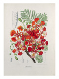 Poinciana Regia Giclee Print by Berthe Hoola Van Nooten