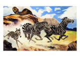 Lion Hunting Zebras Giclee Print by G. W Backhouse