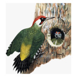 Woodpecker and Chick Giclee Print by R. B. Davis