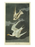 Lesser Tern. Little Tern Giclee Print by Audubon 